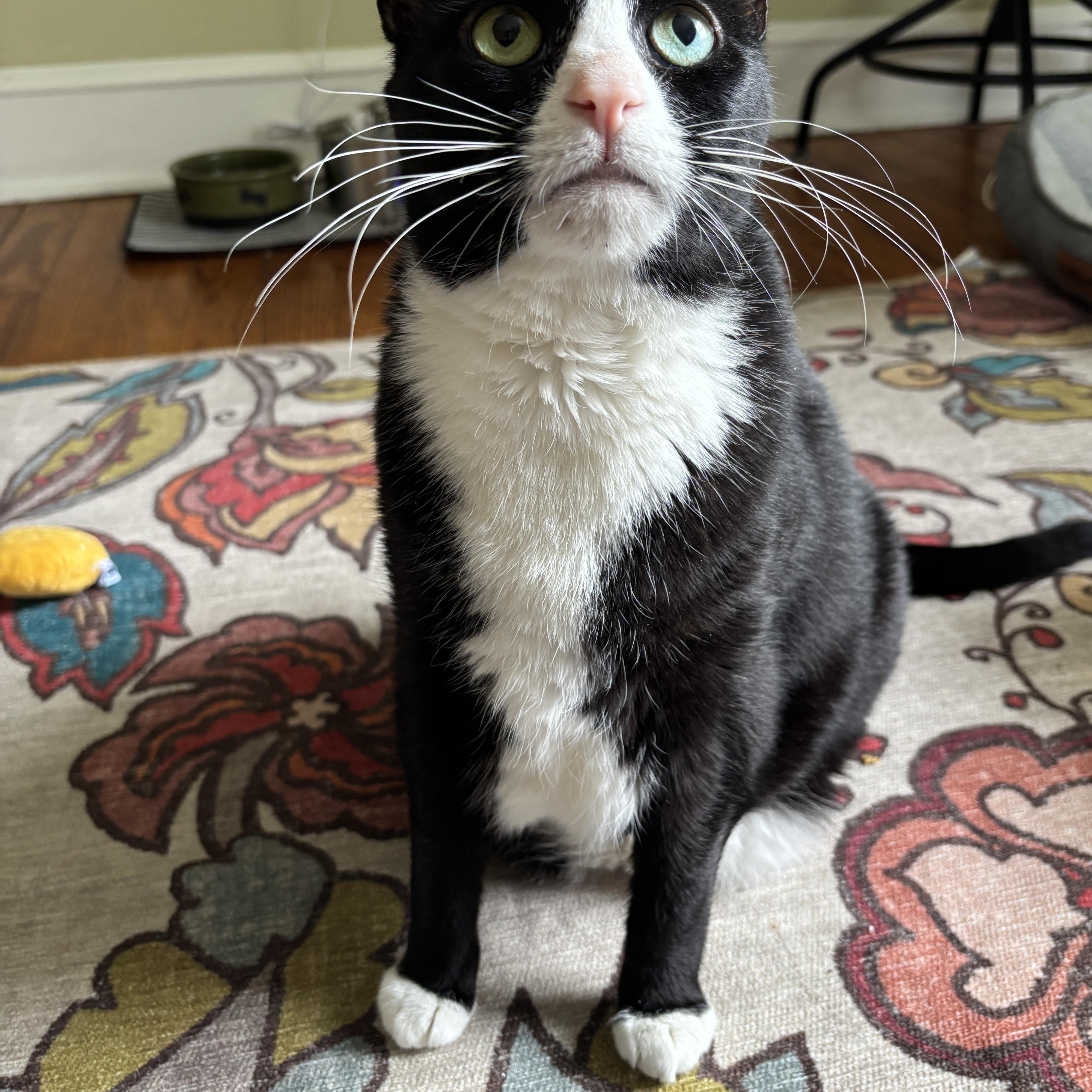 Backhoe Betty, a ADOPTABLE Domestic Short Hair in Medford, NJ image 3/6