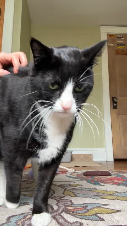Enlarge Backhoe Betty, a ADOPTABLE Domestic Short Hair in Medford, NJ video 5/6