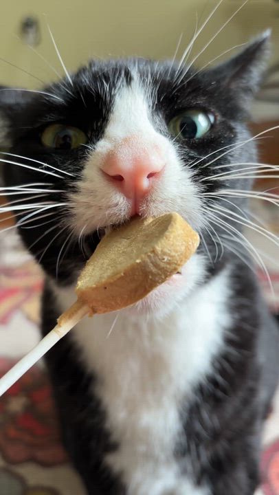 Enlarge Backhoe Betty, a ADOPTABLE Domestic Short Hair in Medford, NJ video 2/6