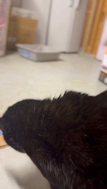 Enlarge Backhoe Betty, a ADOPTABLE Domestic Short Hair in Medford, NJ video 1/2