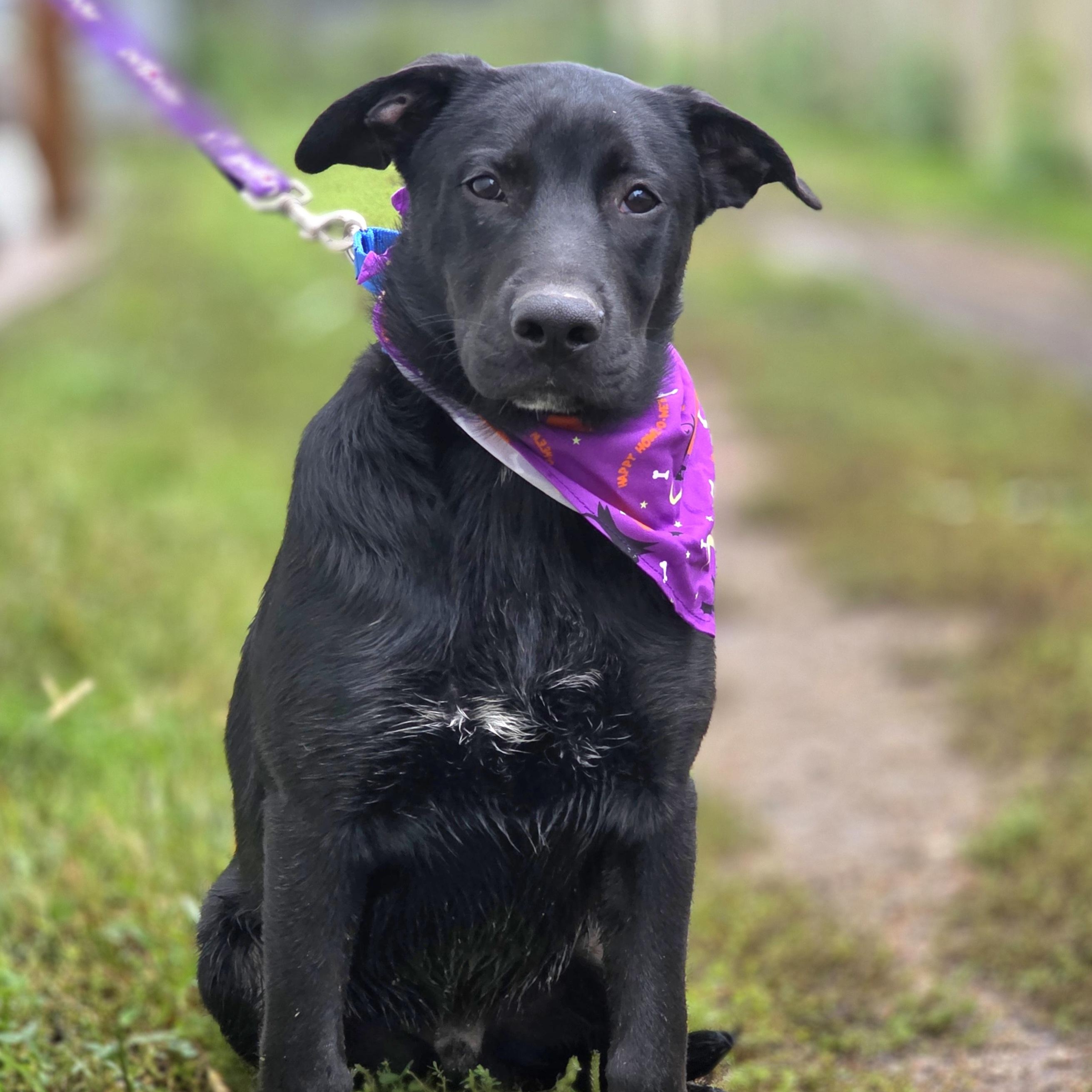 Enlarge Oscar, a Adoptable mixed breed in Walthill, NE image 1/4