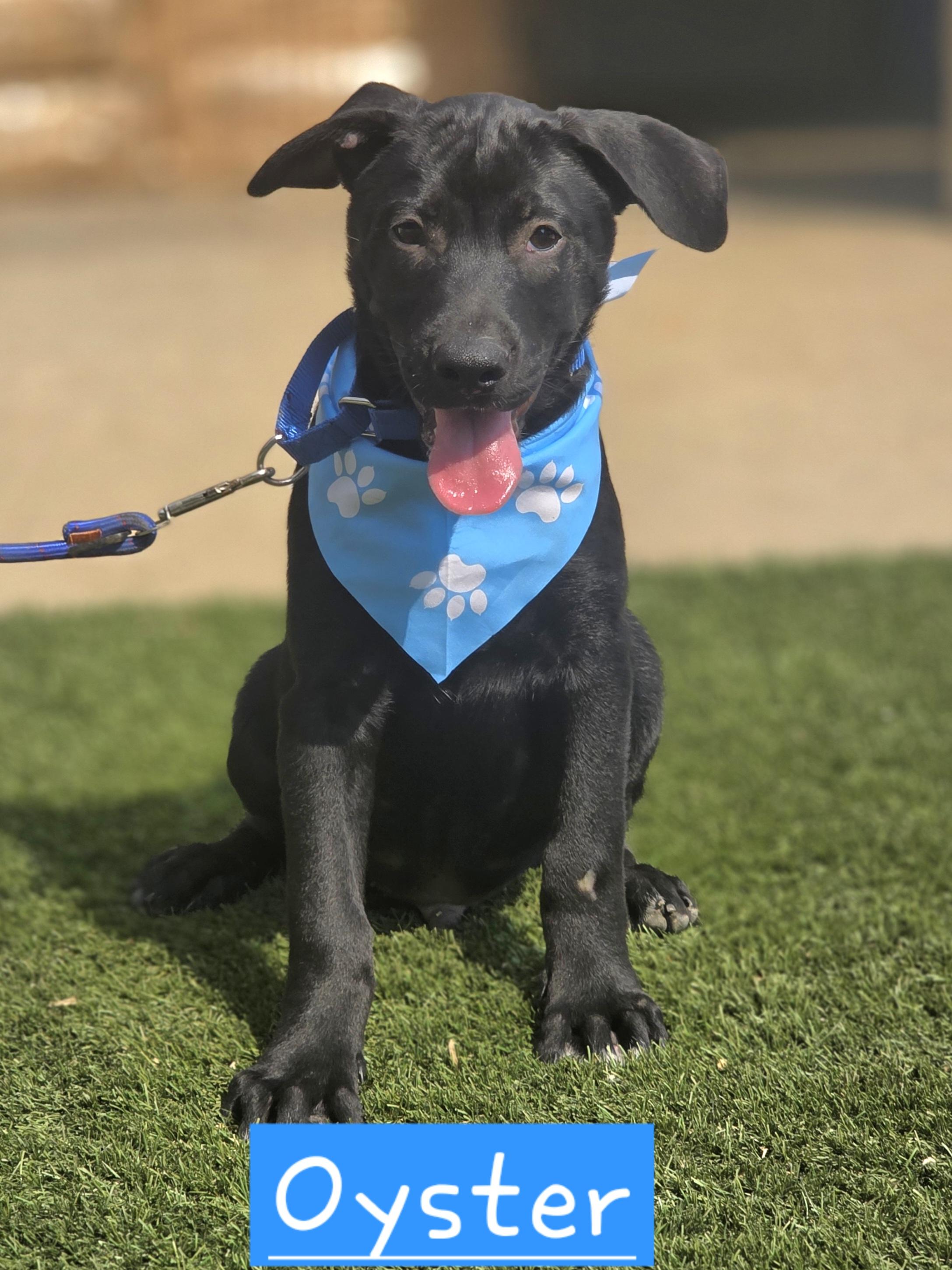 Enlarge Oyster, a Adoptable mixed breed in Walthill, NE image 2/3