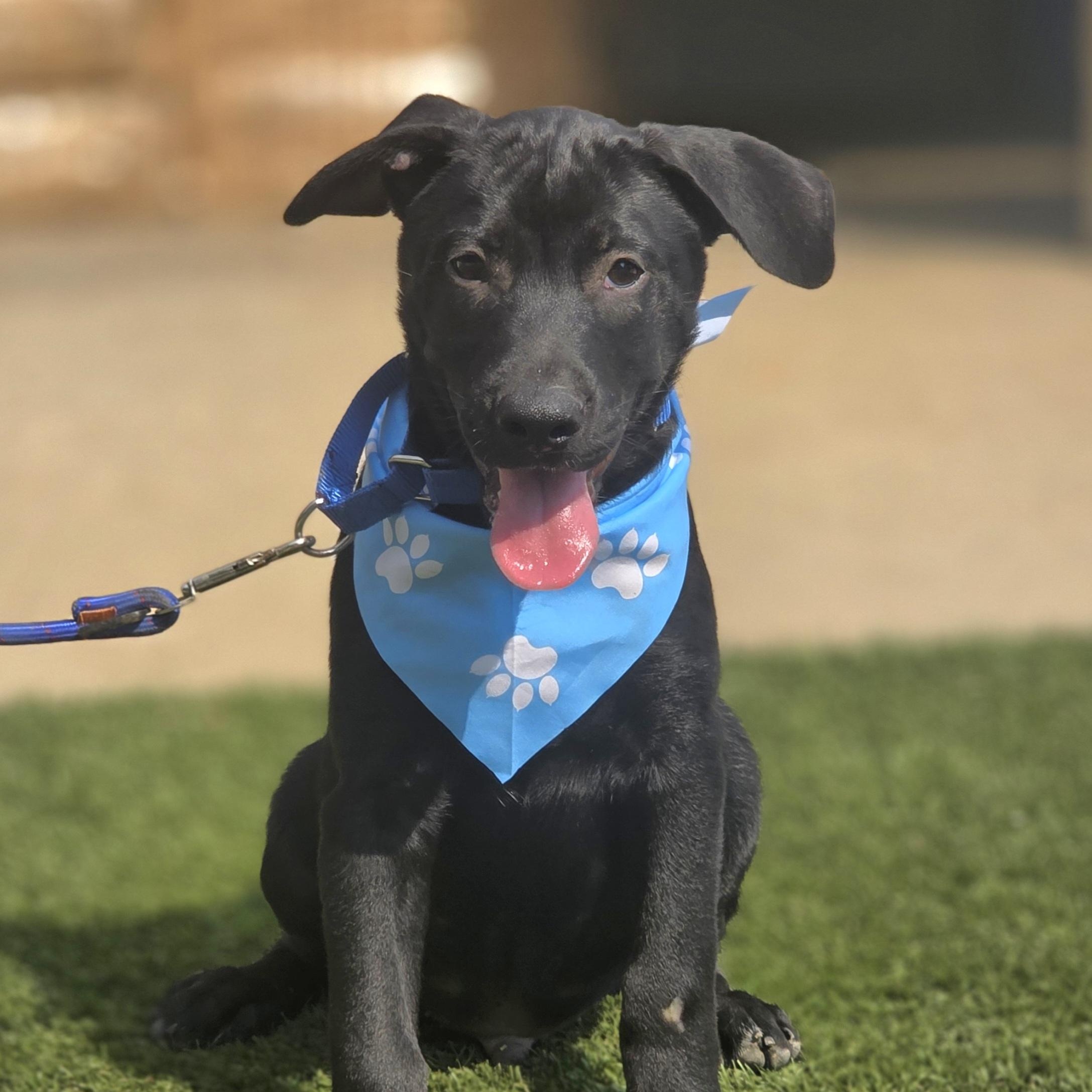 Enlarge Oscar, a Adoptable mixed breed in Walthill, NE image 3/4