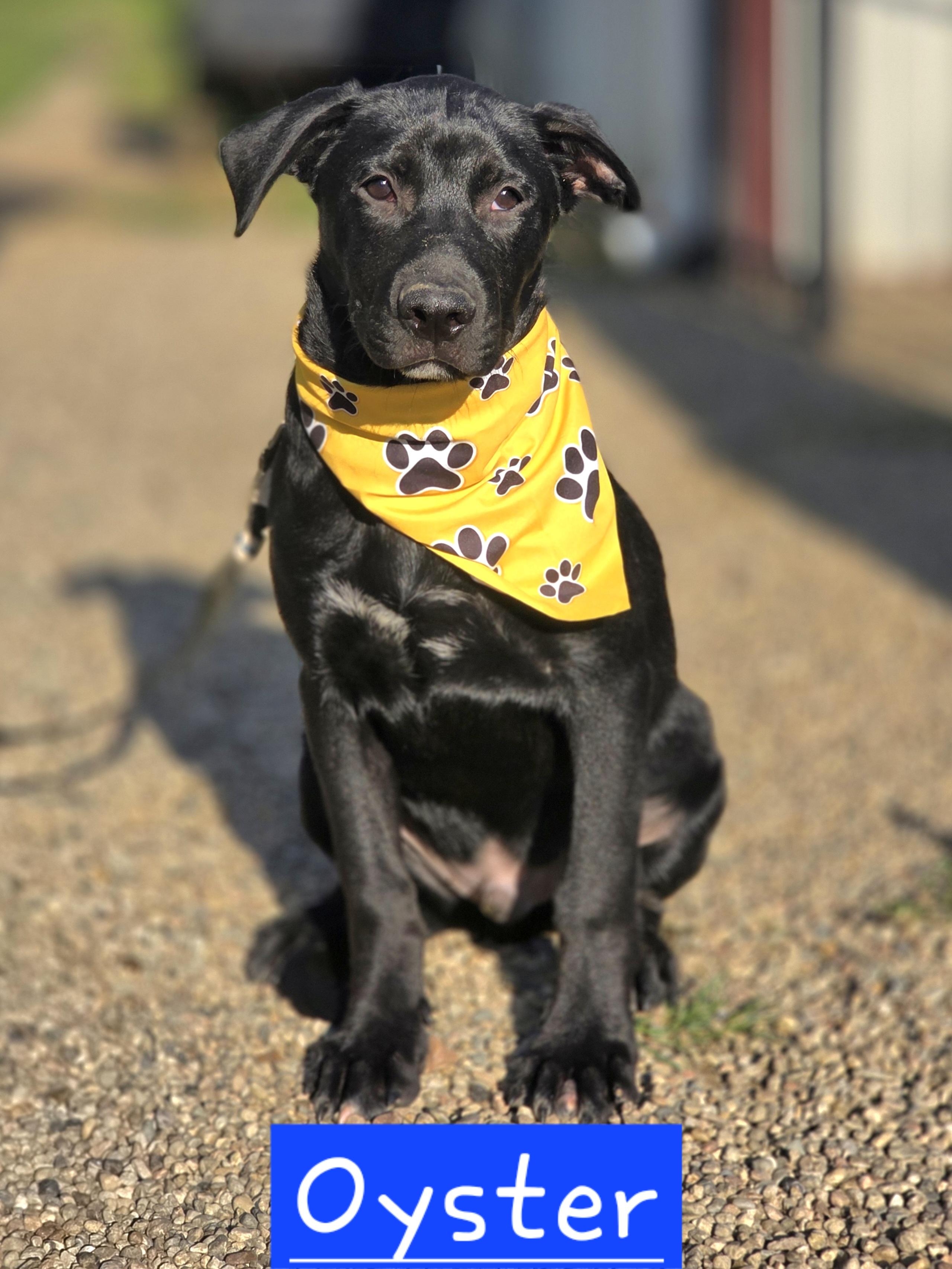 Oyster, Adoptable, Puppy Male Black Labrador Retriever.