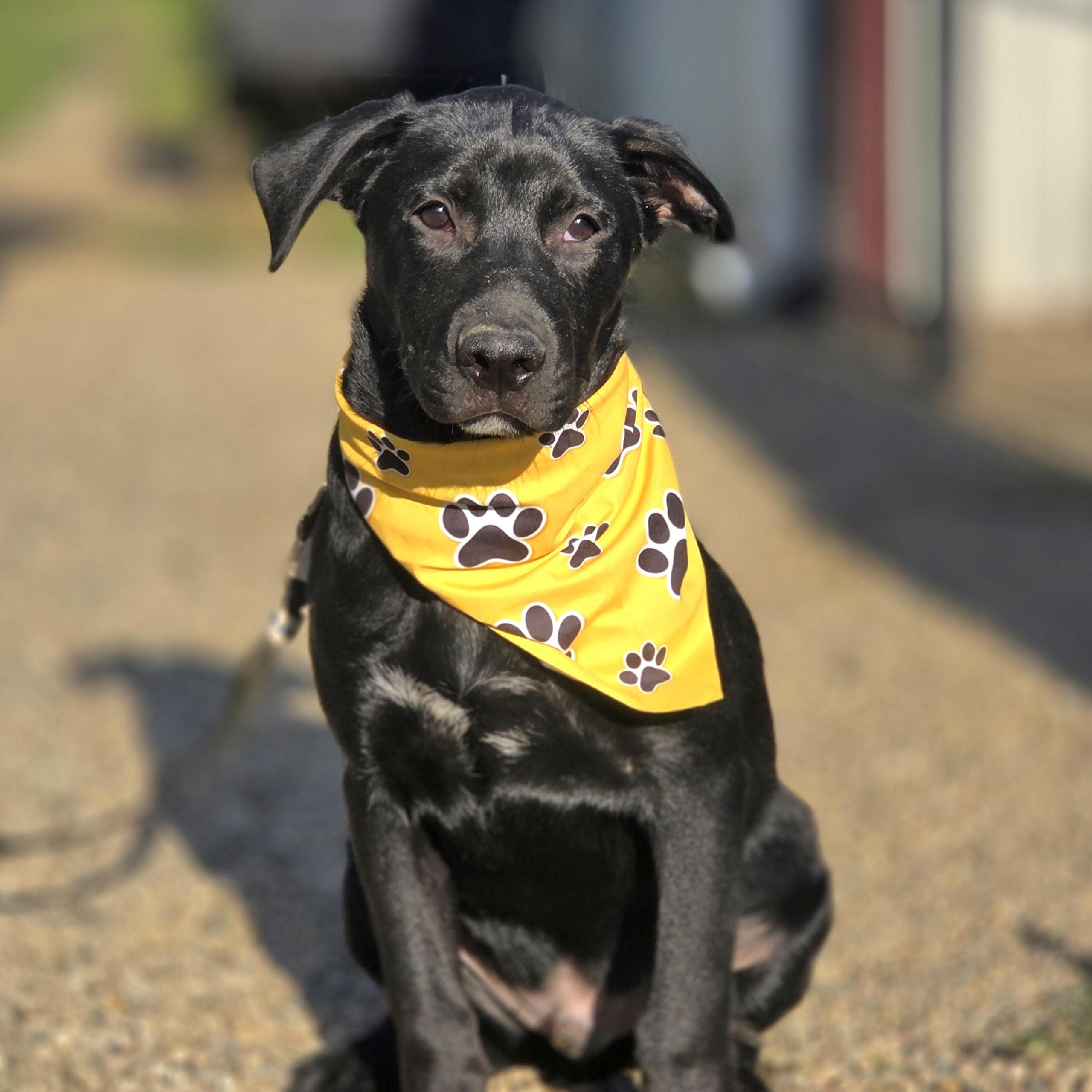 Enlarge Oscar, a Adoptable mixed breed in Walthill, NE image 2/4