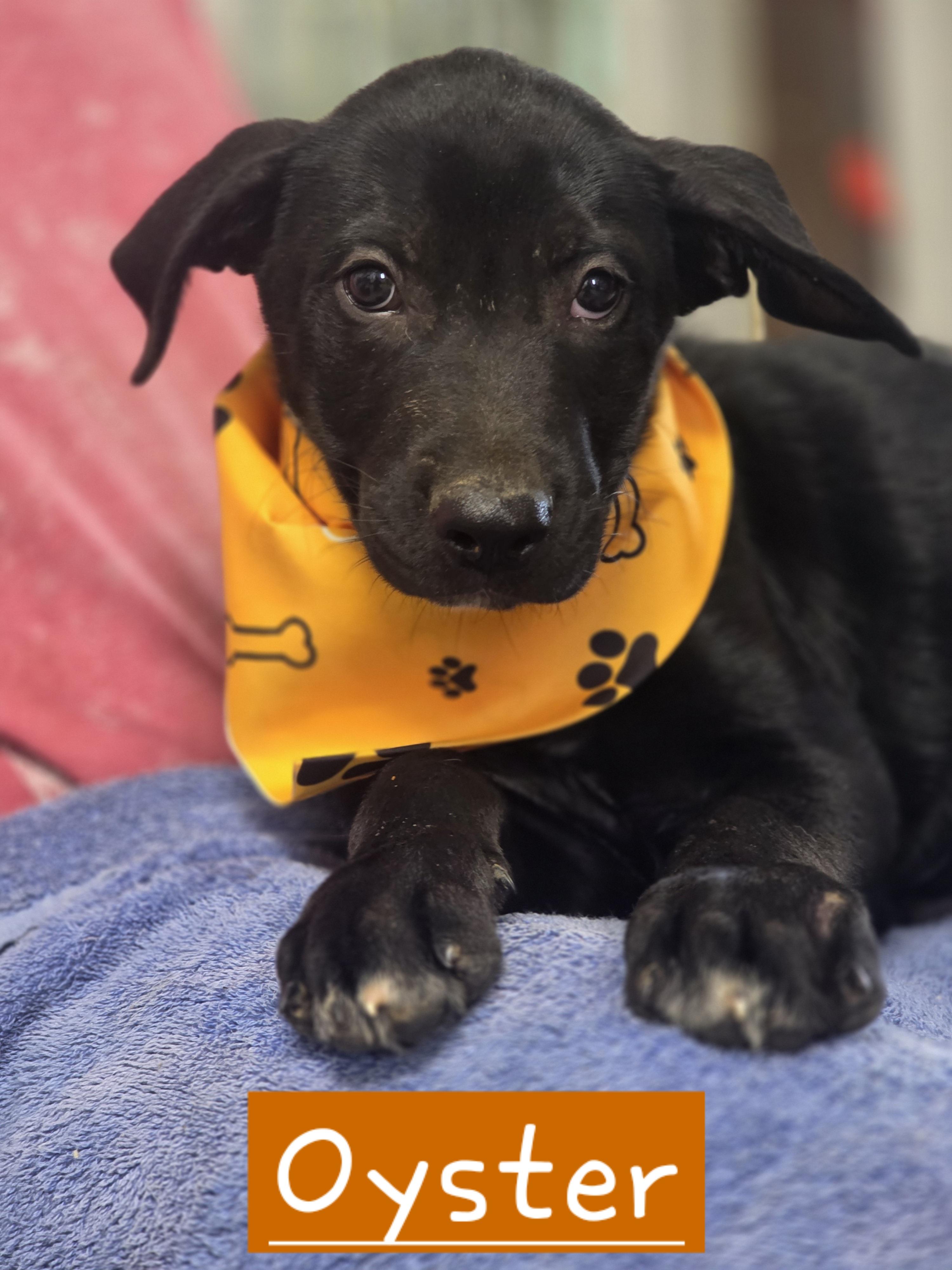 Enlarge Oyster, a Adoptable mixed breed in Walthill, NE image 3/3