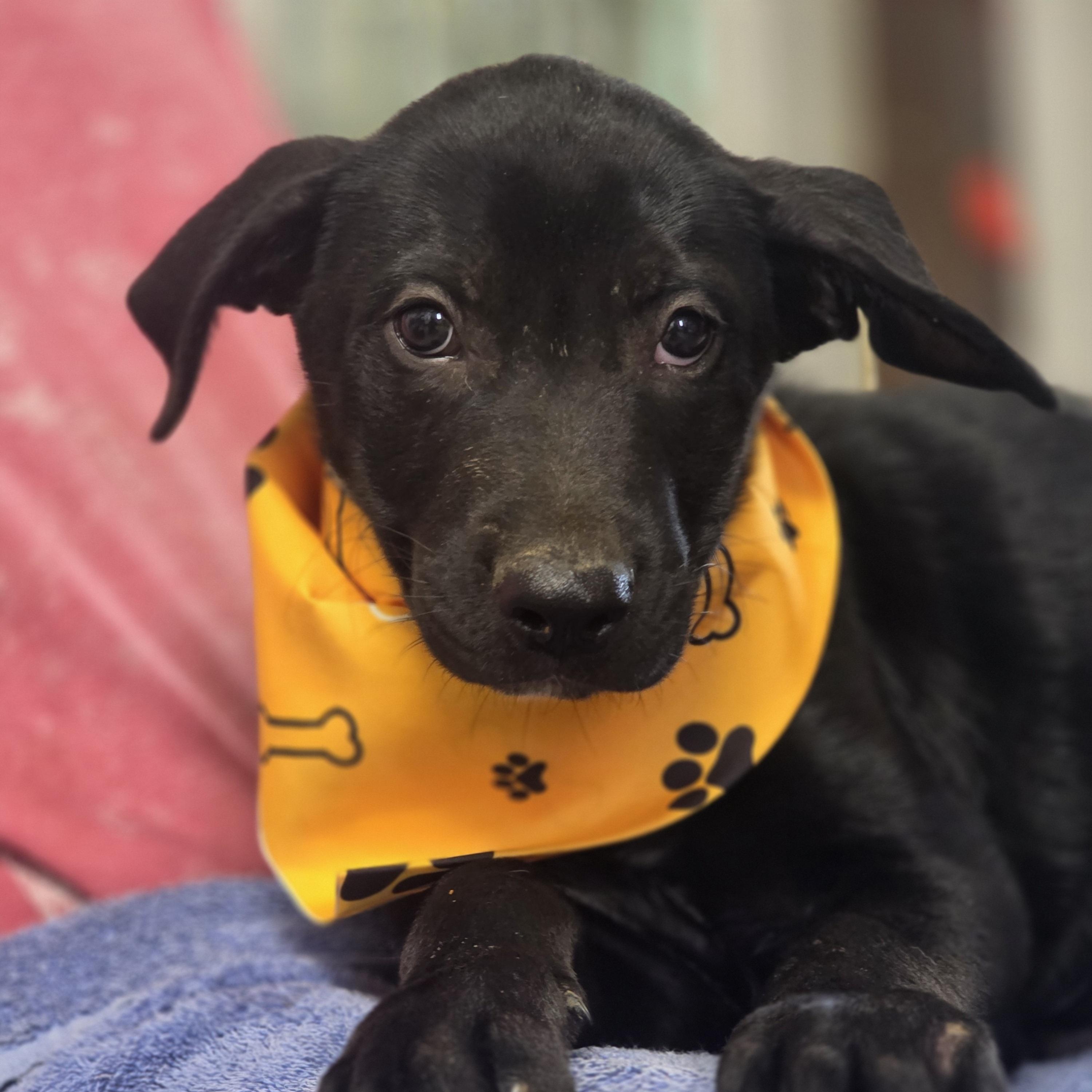 Enlarge Oscar, a Adoptable mixed breed in Walthill, NE image 4/4