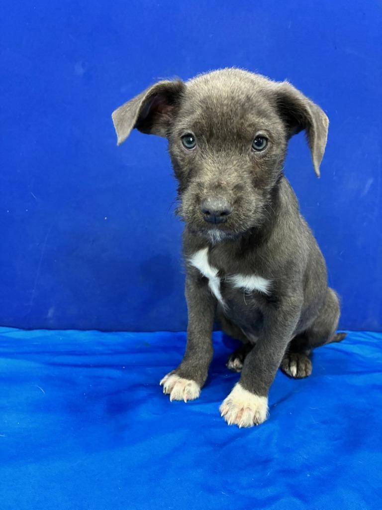 Mr. Fantastic, Adoptable, Puppy Male Mixed Breed.