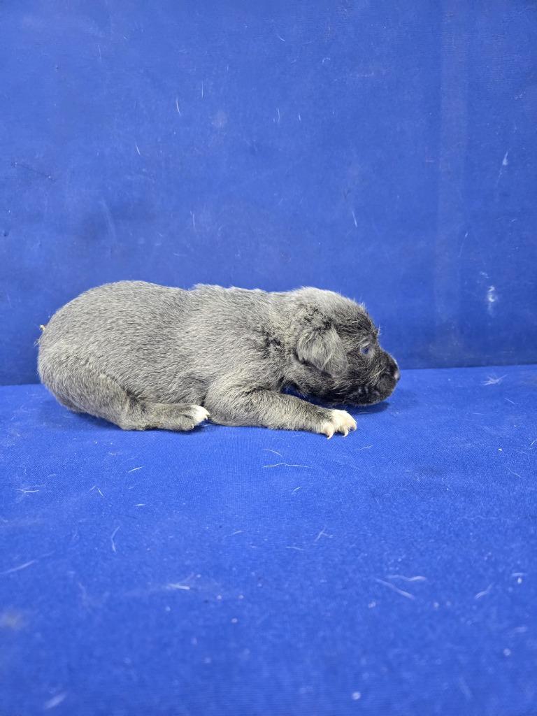 Enlarge Mr. Fantastic, a Adoptable Mixed Breed in Ruston, LA image 2/6