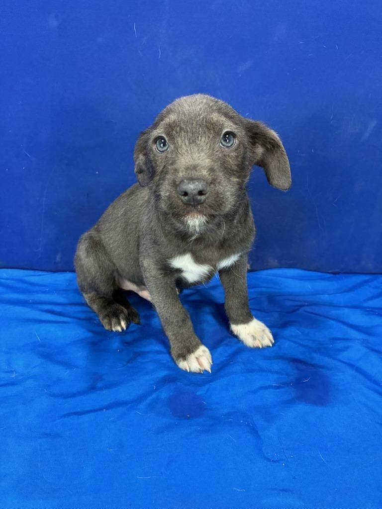 Enlarge Mr. Fantastic, a Adoptable Mixed Breed in Ruston, LA image 3/6