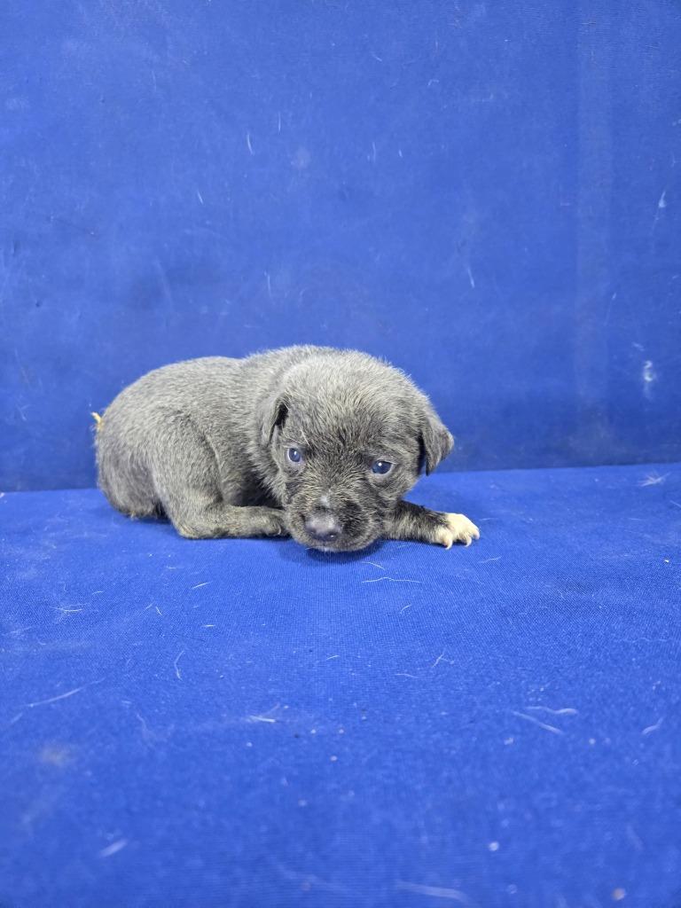 Enlarge Mr. Fantastic, a Adoptable Mixed Breed in Ruston, LA image 4/6