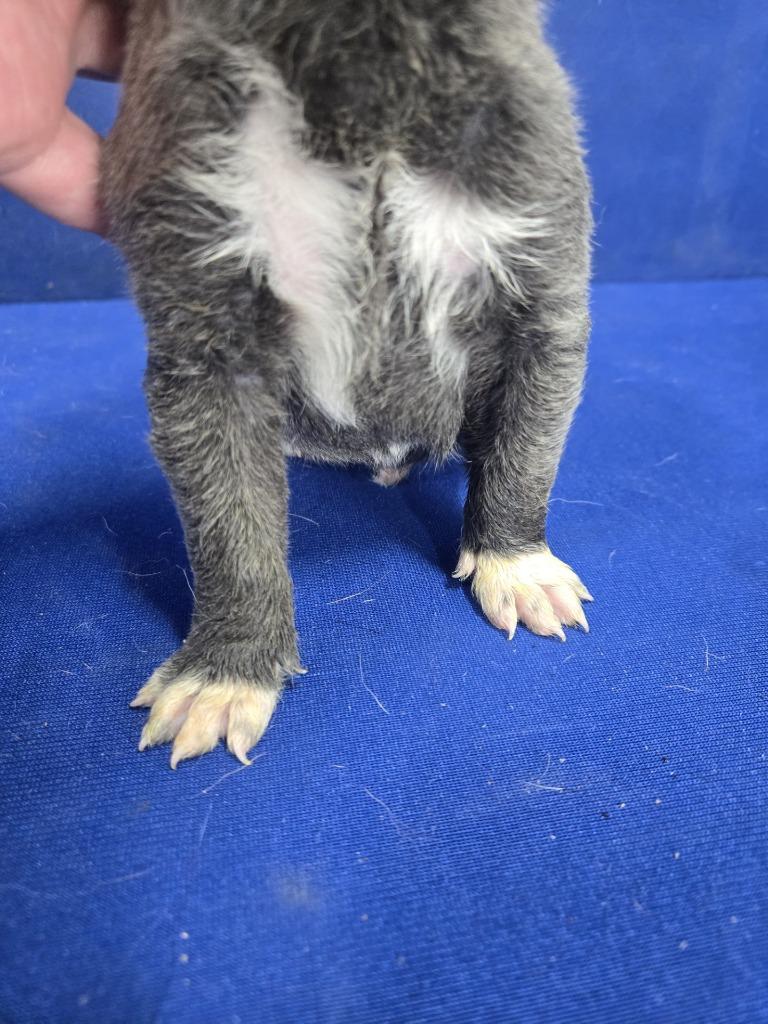 Enlarge Mr. Fantastic, a Adoptable Mixed Breed in Ruston, LA image 5/6