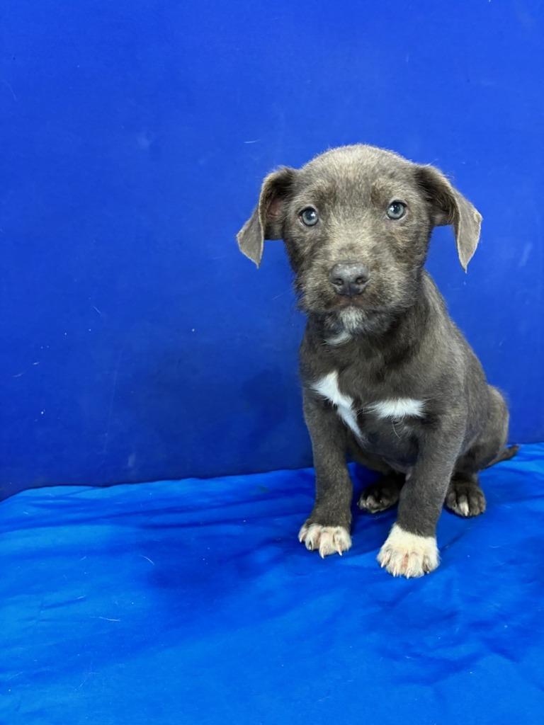 Enlarge Mr. Fantastic, a Adoptable Mixed Breed in Ruston, LA image 6/6