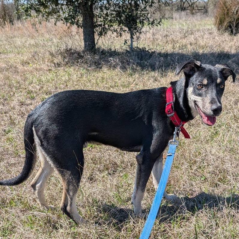 MAX, ADOPTABLE, Adult Male Hound.
