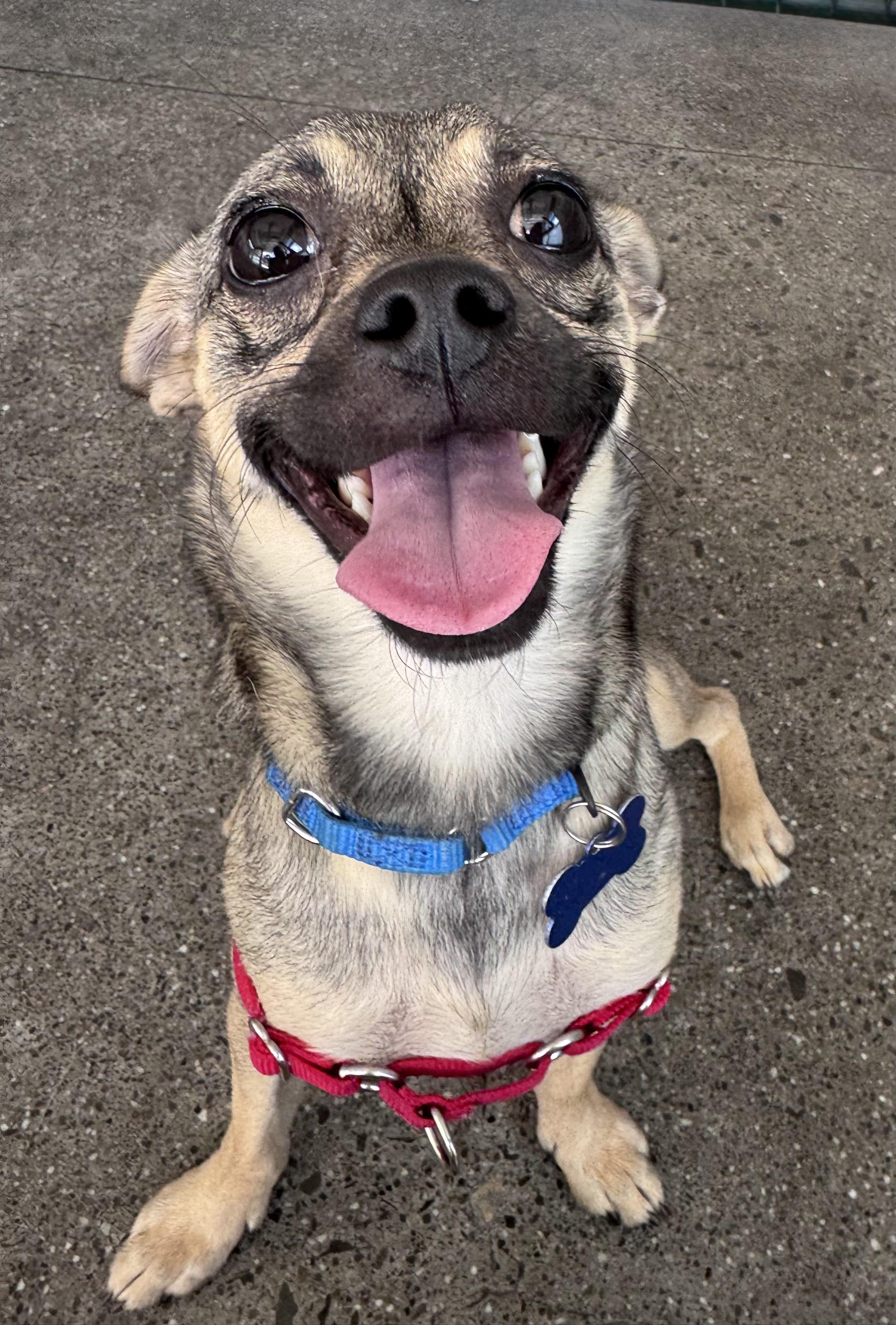 Enlarge Funyun, a Adopted mixed breed in Berkeley, CA image 3/6