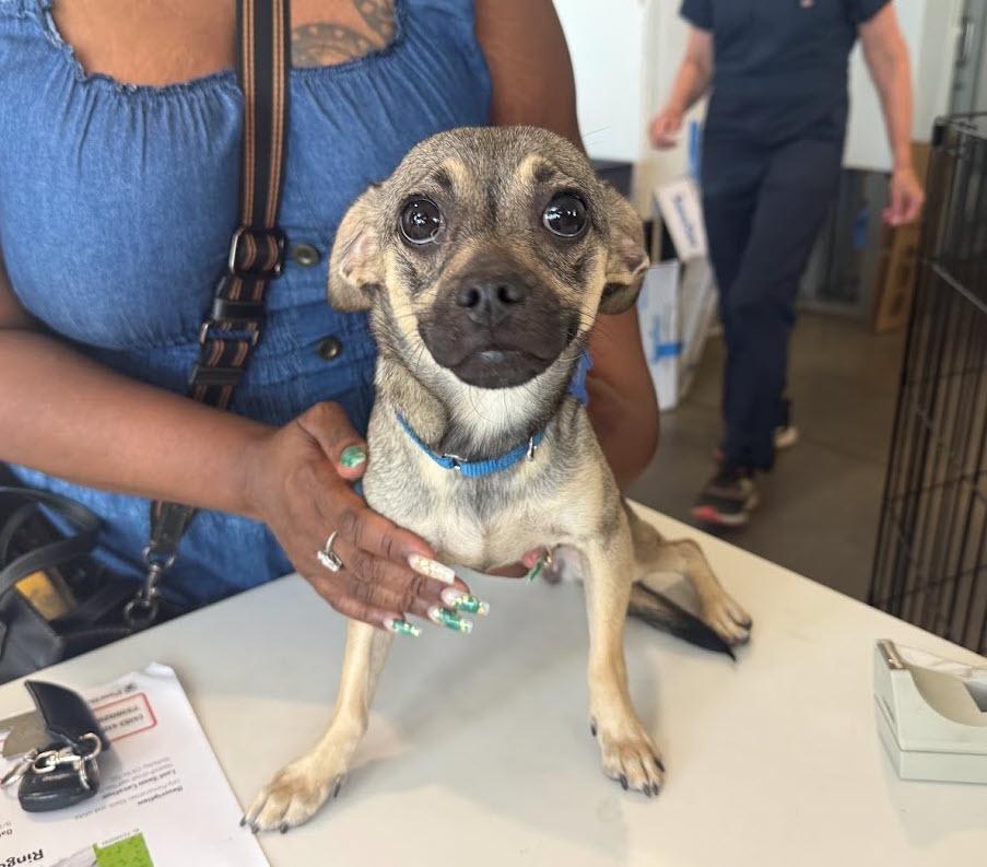 Enlarge Funyun, a Adopted mixed breed in Berkeley, CA image 4/6
