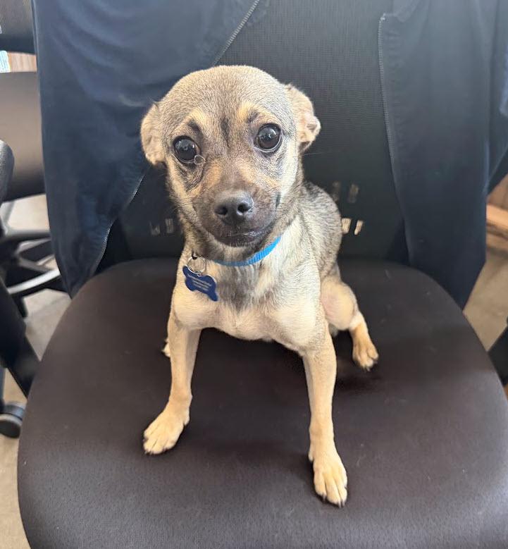 Enlarge Funyun, a Adopted mixed breed in Berkeley, CA image 2/6
