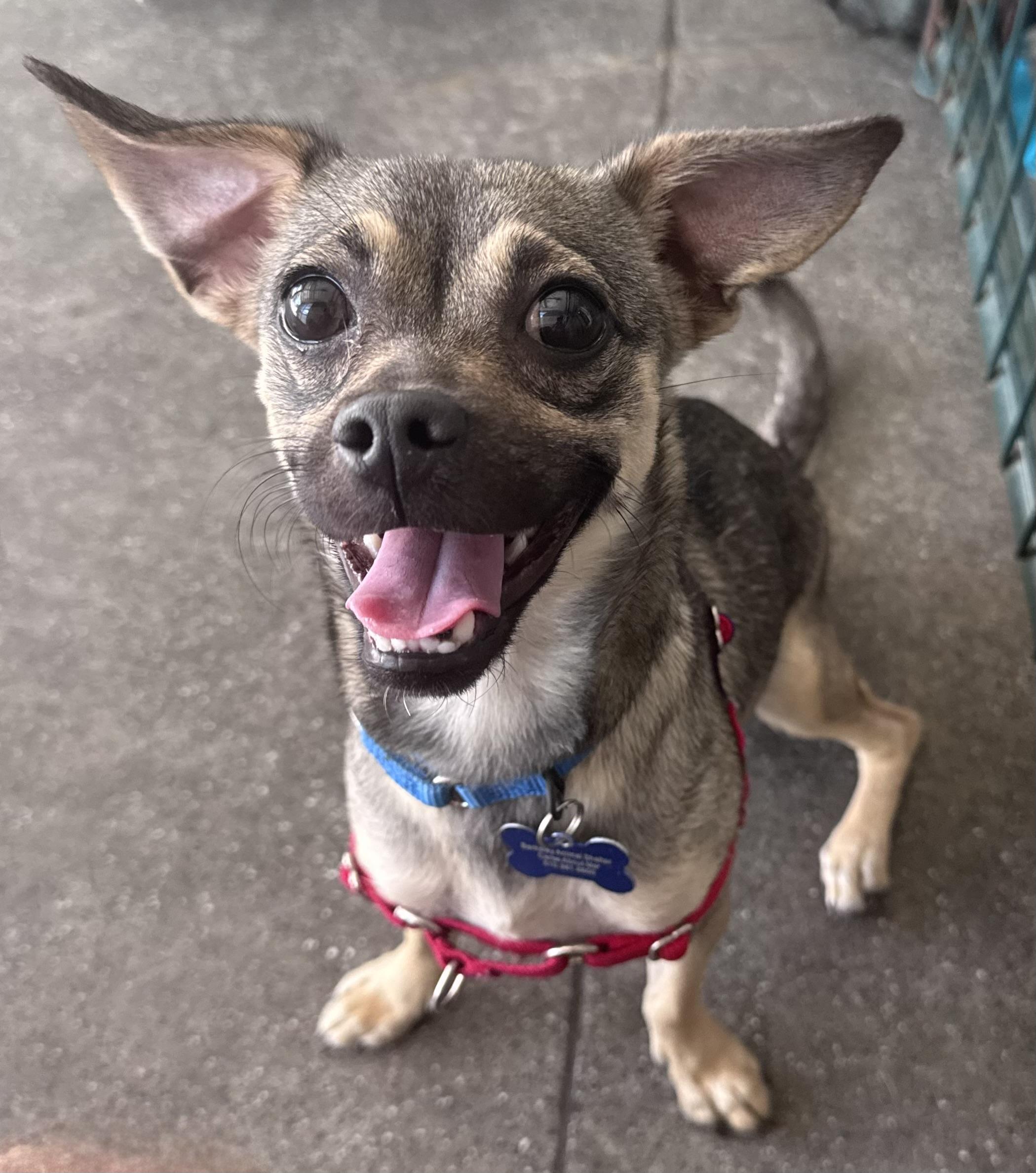 Enlarge Funyun, a Adopted mixed breed in Berkeley, CA image 1/6