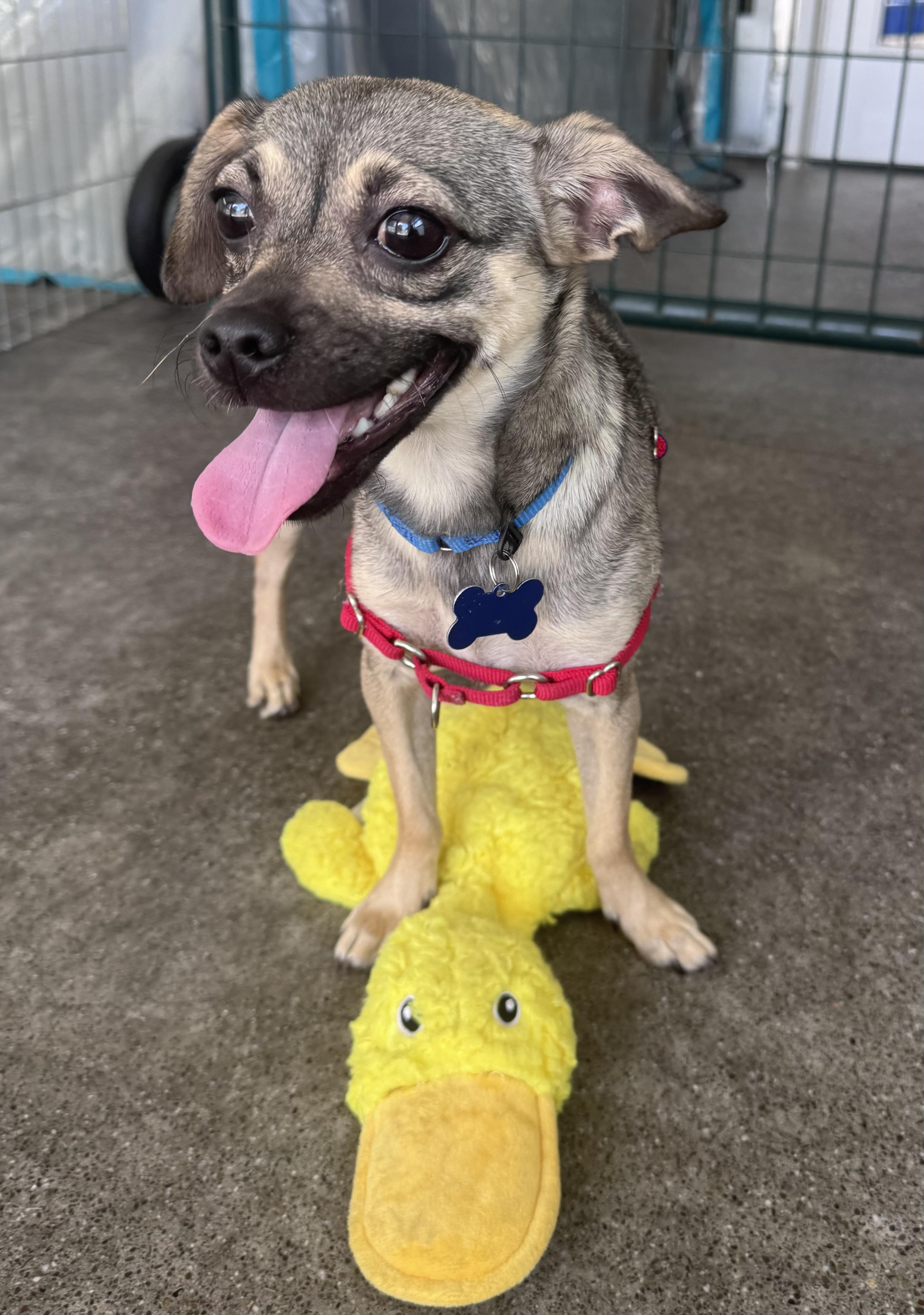 Enlarge Funyun, a Adopted mixed breed in Berkeley, CA image 6/6
