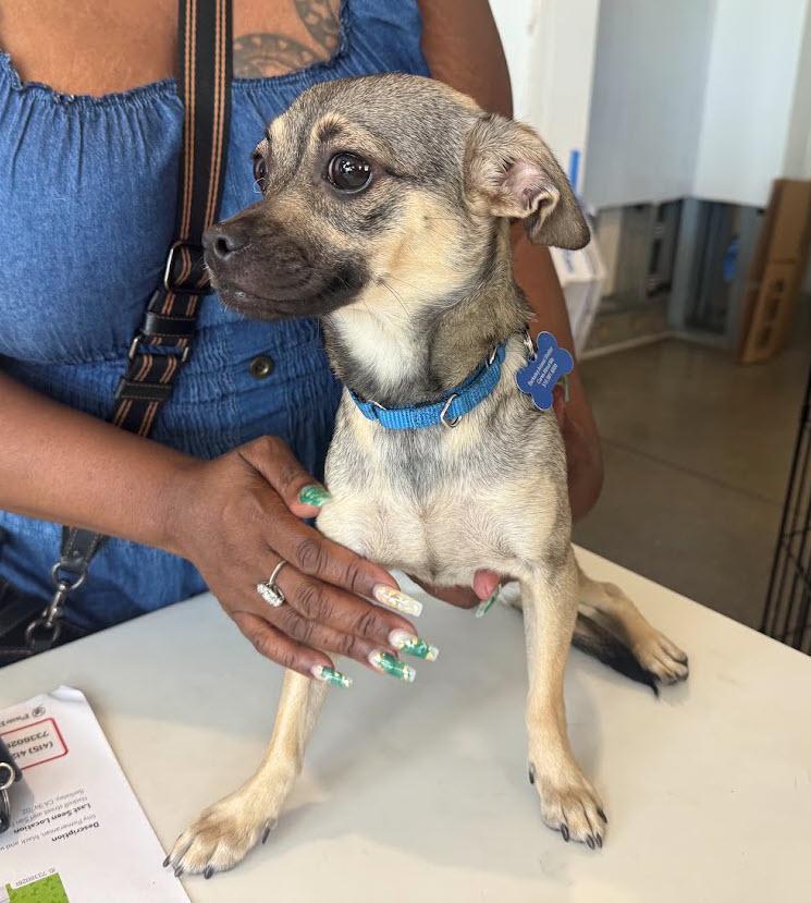 Enlarge Funyun, a Adopted mixed breed in Berkeley, CA image 5/6