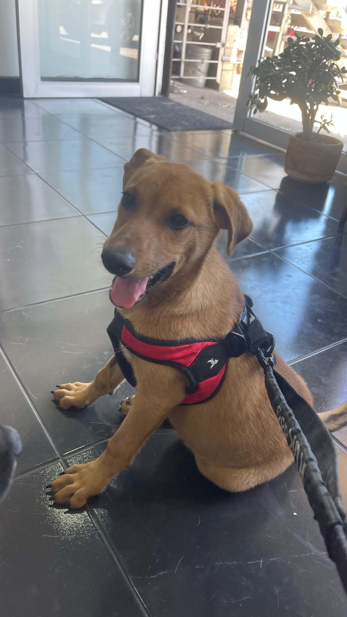 Matt, a Adoptable Labrador Retriever in Escondido, CA image 3/3