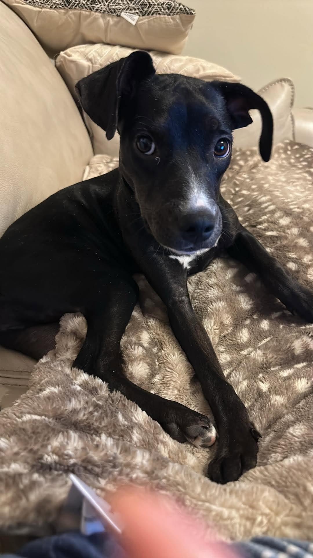 Robin, Adoptable, Young Female Pit Bull Terrier & Labrador Retriever.