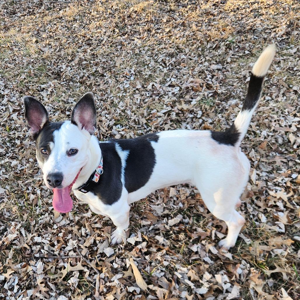Enlarge Polly Pocket, a ADOPTABLE mixed breed in Columbia, MO image 6/6