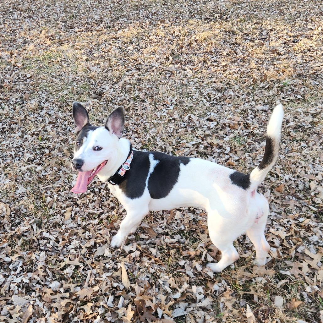 Enlarge Polly Pocket, a ADOPTABLE mixed breed in Columbia, MO image 2/6