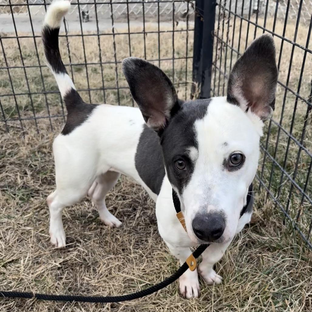 Enlarge Polly Pocket, a ADOPTABLE mixed breed in Columbia, MO image 4/6