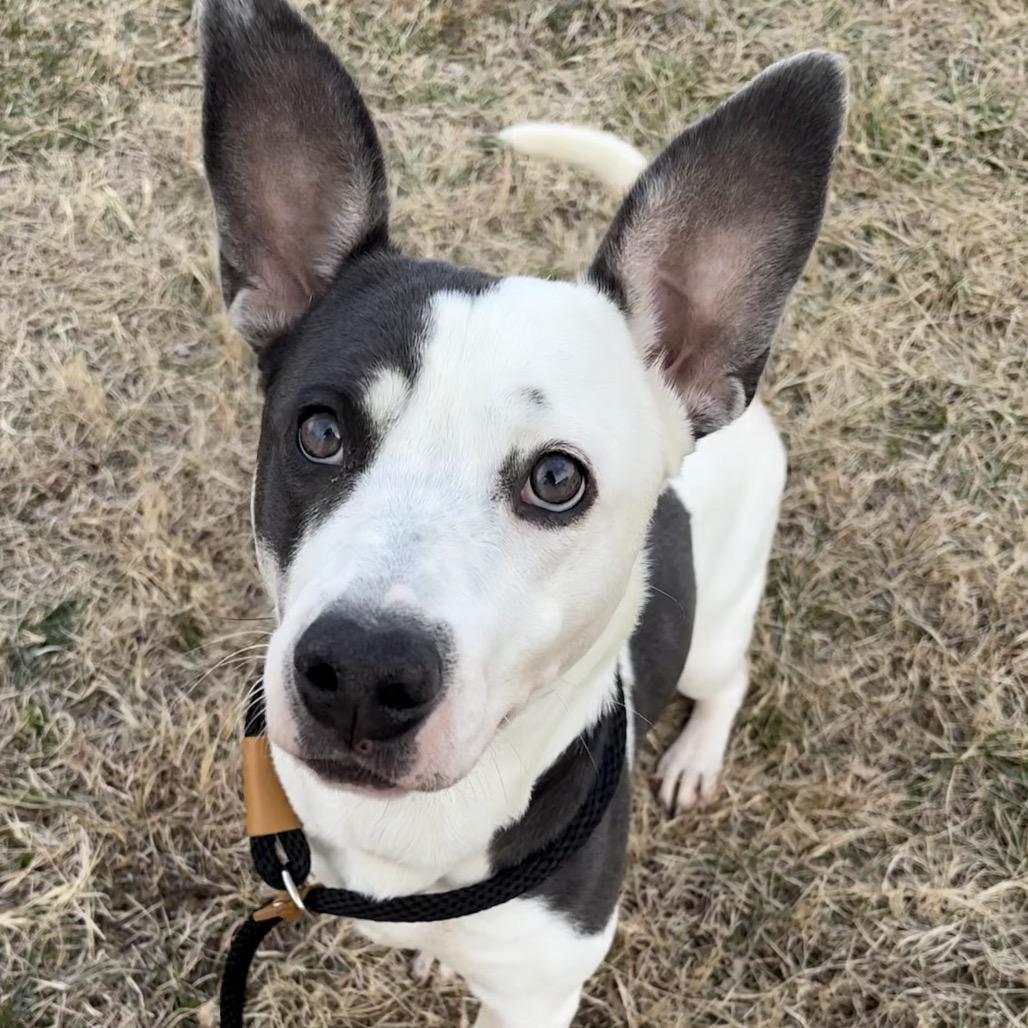 Polly Pocket, ADOPTABLE, Adult Female Pit Bull Terrier.