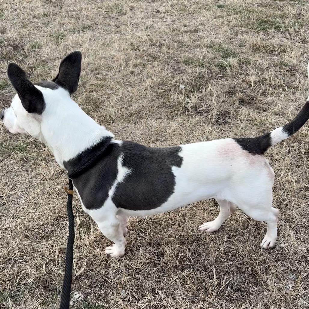 Enlarge Polly Pocket, a ADOPTABLE mixed breed in Columbia, MO image 3/6