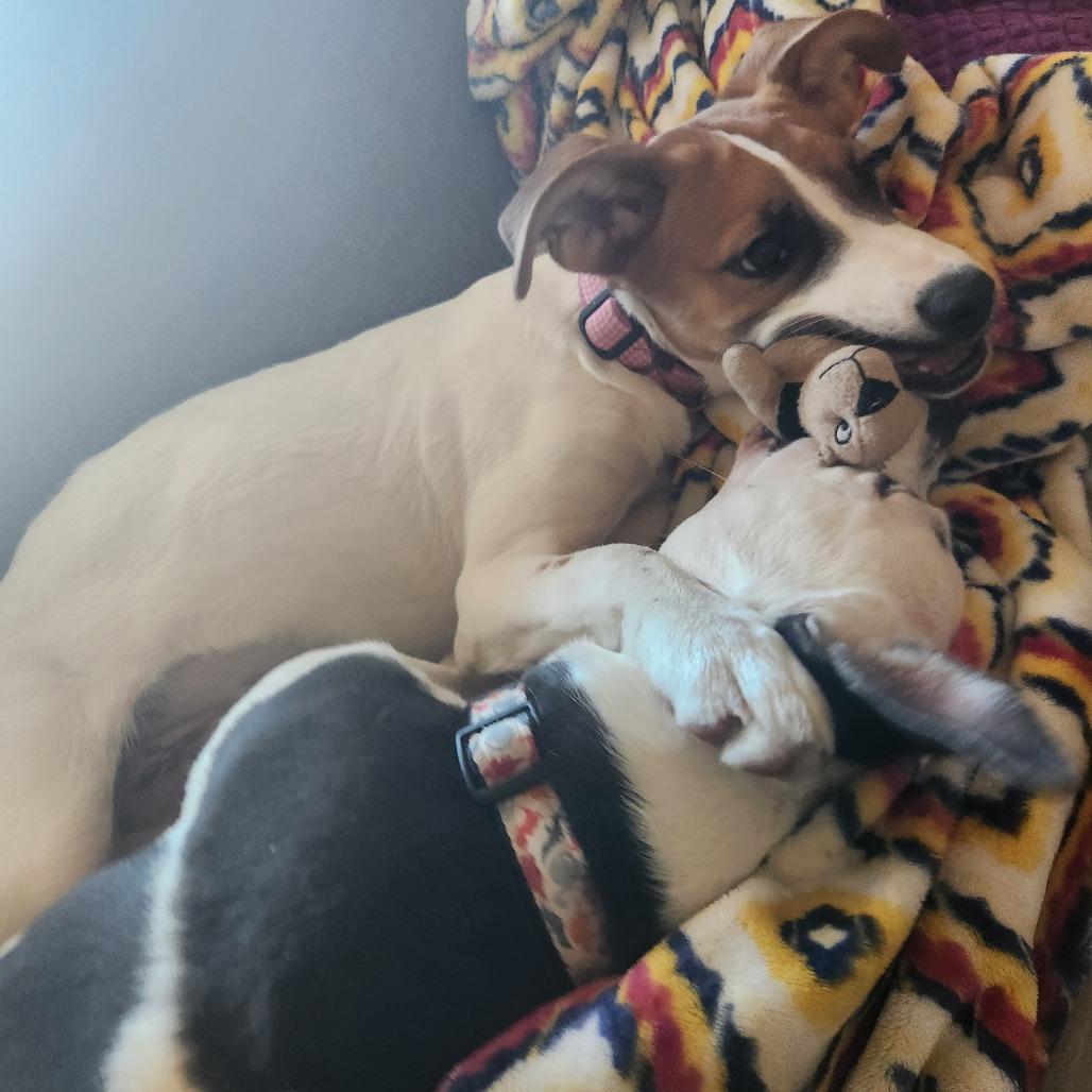 Enlarge Polly Pocket, a ADOPTABLE mixed breed in Columbia, MO image 5/6