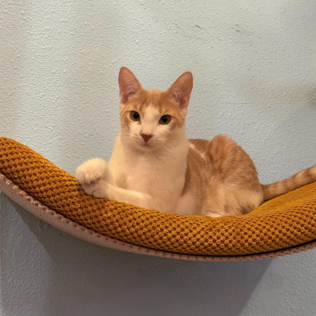 Fennel, Adoptable, Young Male Domestic Short Hair.