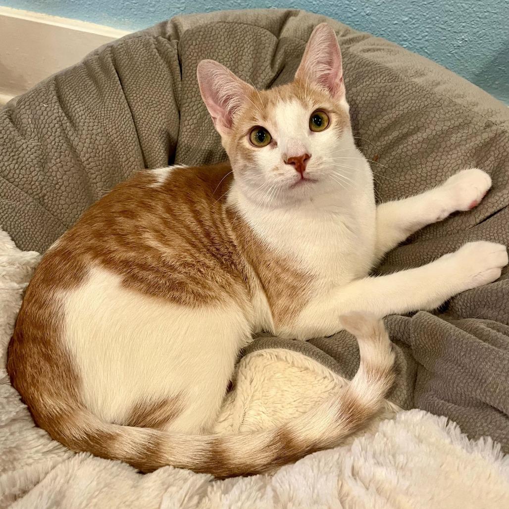 Enlarge Fennel, a Adoptable Domestic Short Hair in Costa Mesa, CA image 2/5