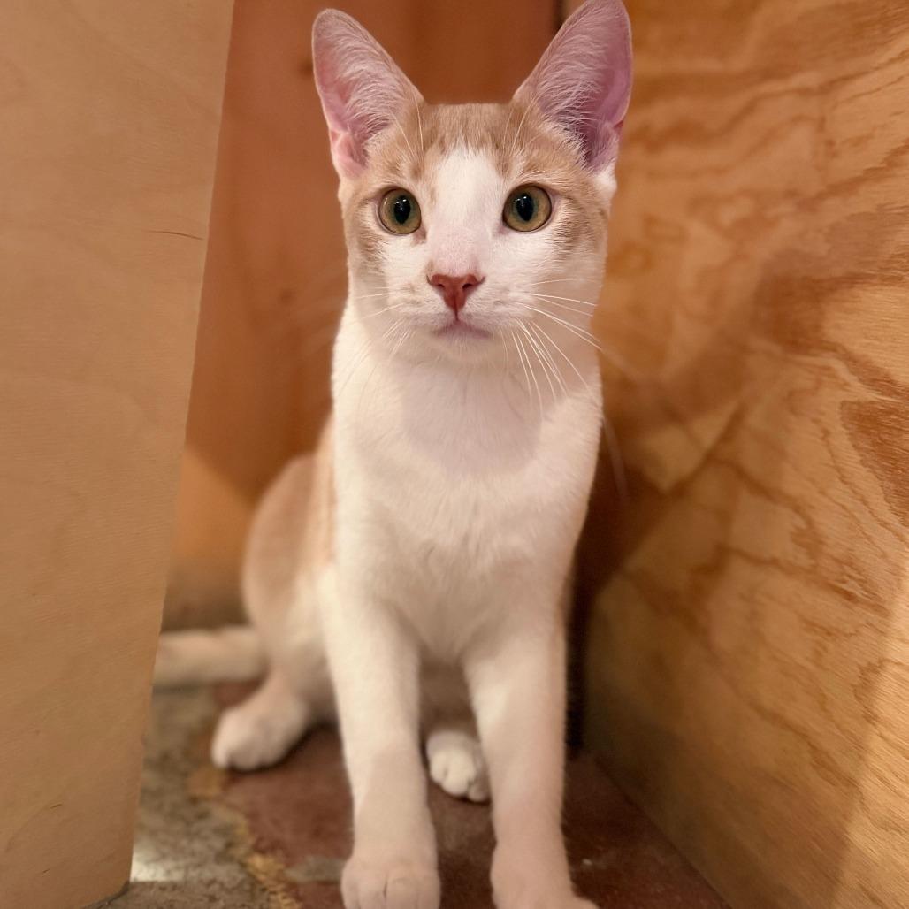 Enlarge Fennel, a Adoptable Domestic Short Hair in Costa Mesa, CA image 3/5