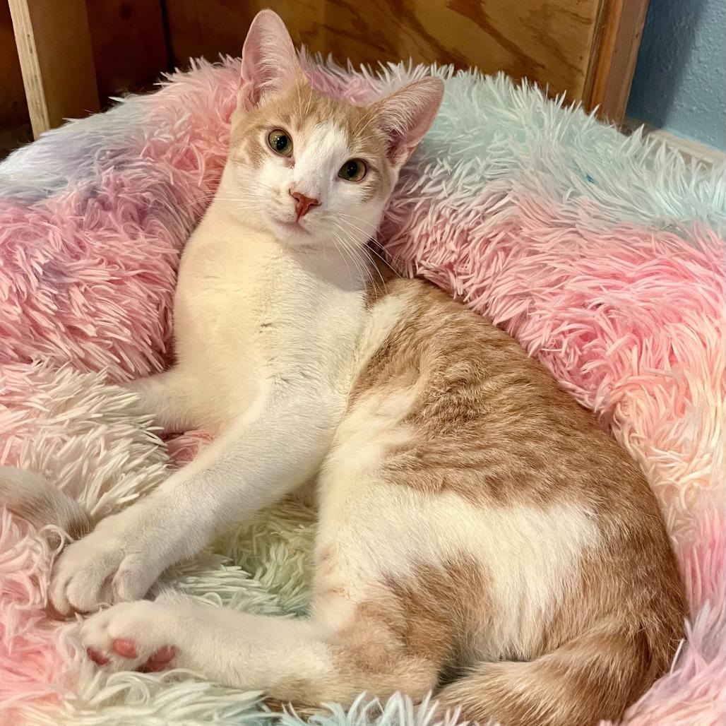 Enlarge Fennel, a Adoptable Domestic Short Hair in Costa Mesa, CA image 4/5