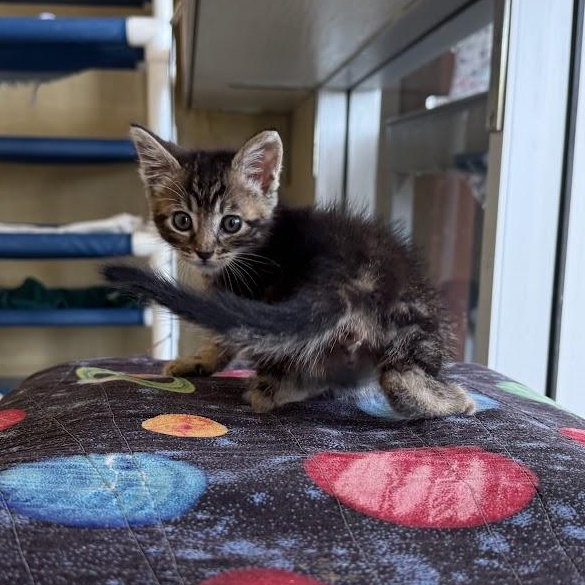 Dario, Adopted, Kitten Male Domestic Short Hair.