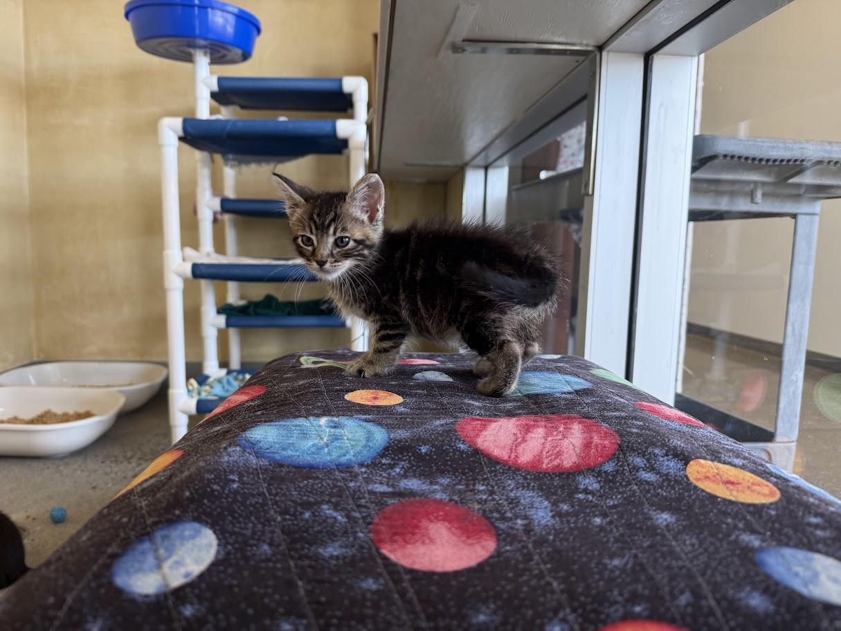 Enlarge Dario, a Adopted Domestic Short Hair in Berkeley, CA image 2/2