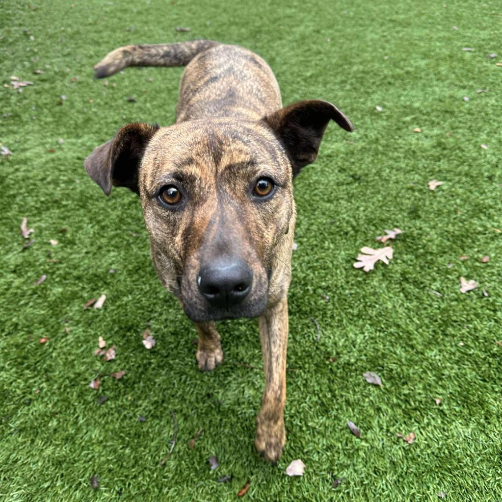 Enlarge Fiasco, a Adoptable mixed breed in Sunrise Beach, MO image 2/3