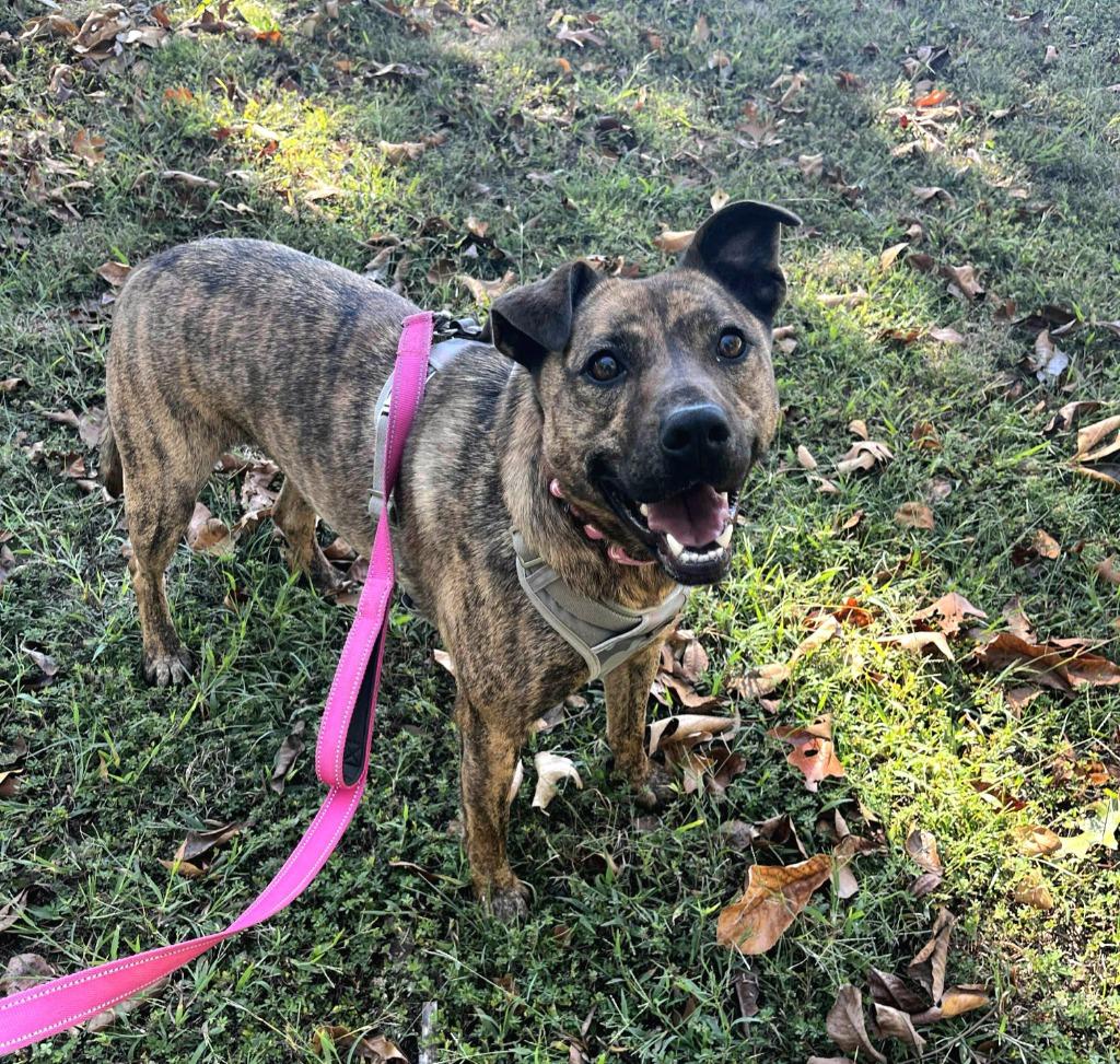 Fiasco, a Adoptable mixed breed in Sunrise Beach, MO image 2/3