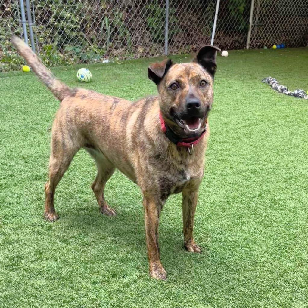 Enlarge Fiasco, a Adoptable mixed breed in Sunrise Beach, MO image 3/3