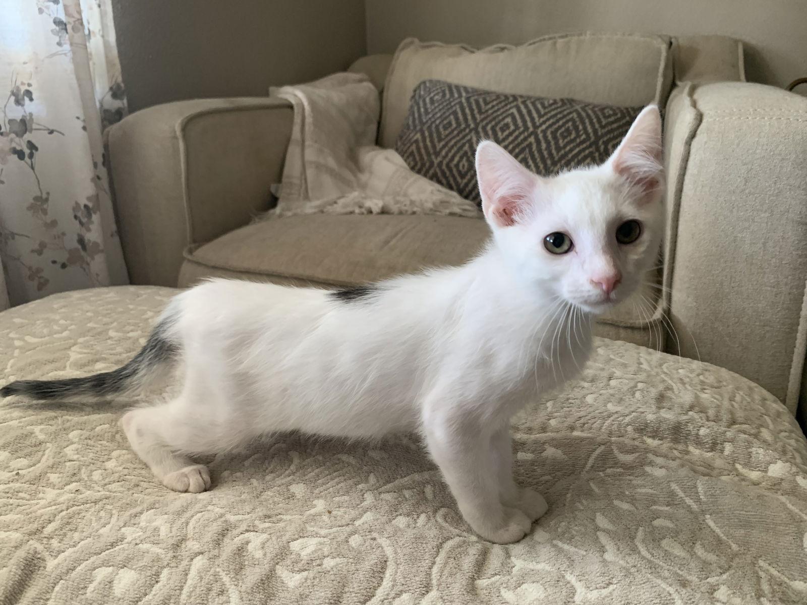 Benny, a Adopted Domestic Medium Hair in Fenton, MO image 1/2