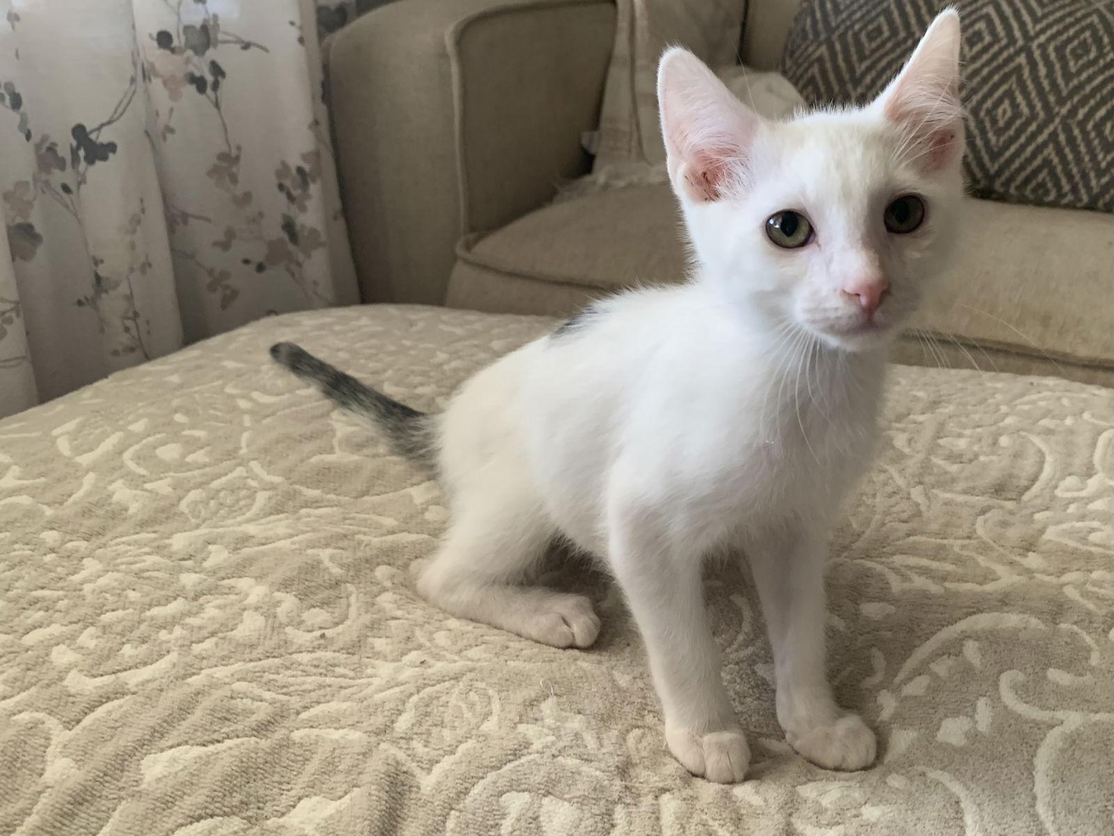 Benny, a Adopted Domestic Medium Hair in Fenton, MO image 2/2