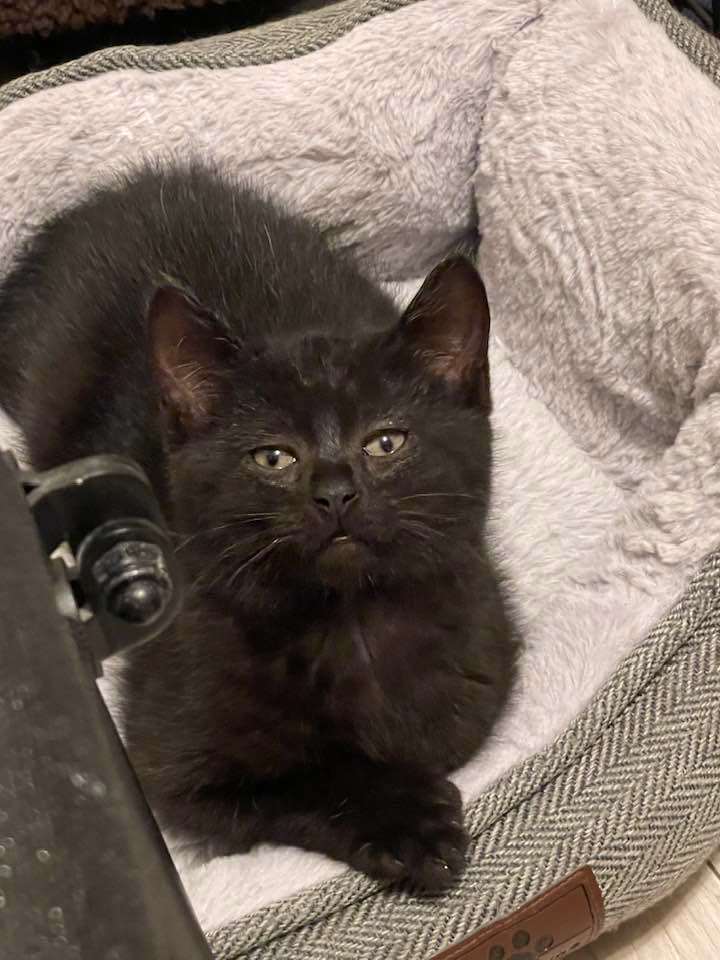 K2, a Adopted Domestic Short Hair in Verdun, QC image 1/5