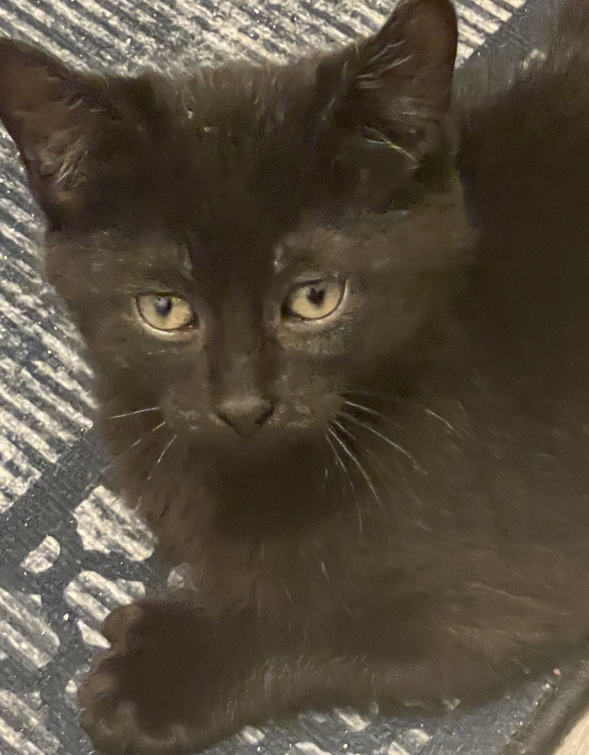 K2, a Adopted Domestic Short Hair in Verdun, QC image 2/5