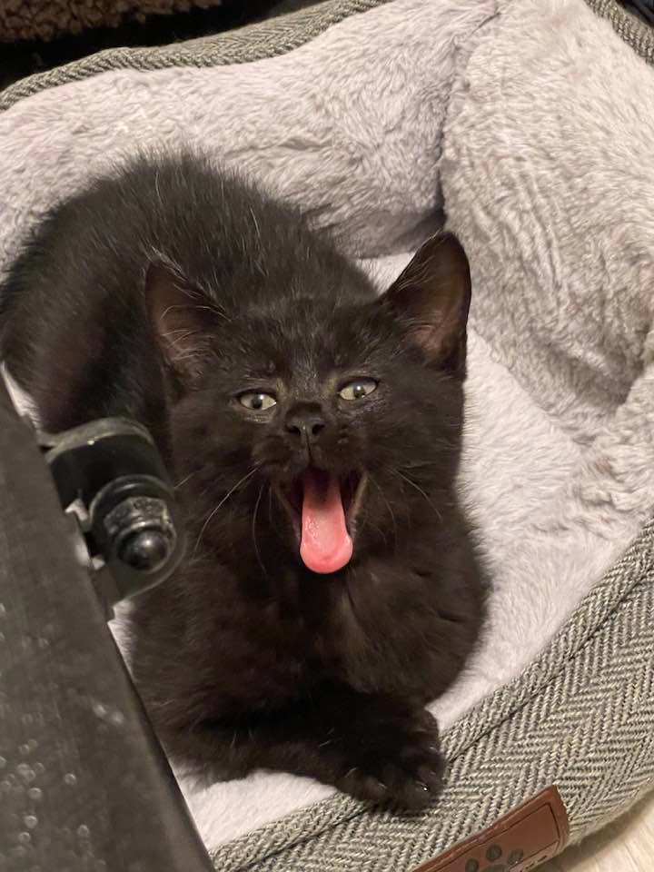 K2, a Adopted Domestic Short Hair in Verdun, QC image 4/5