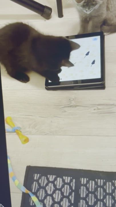 Enlarge K2, a Adopted Domestic Short Hair in Verdun, QC video 5/5