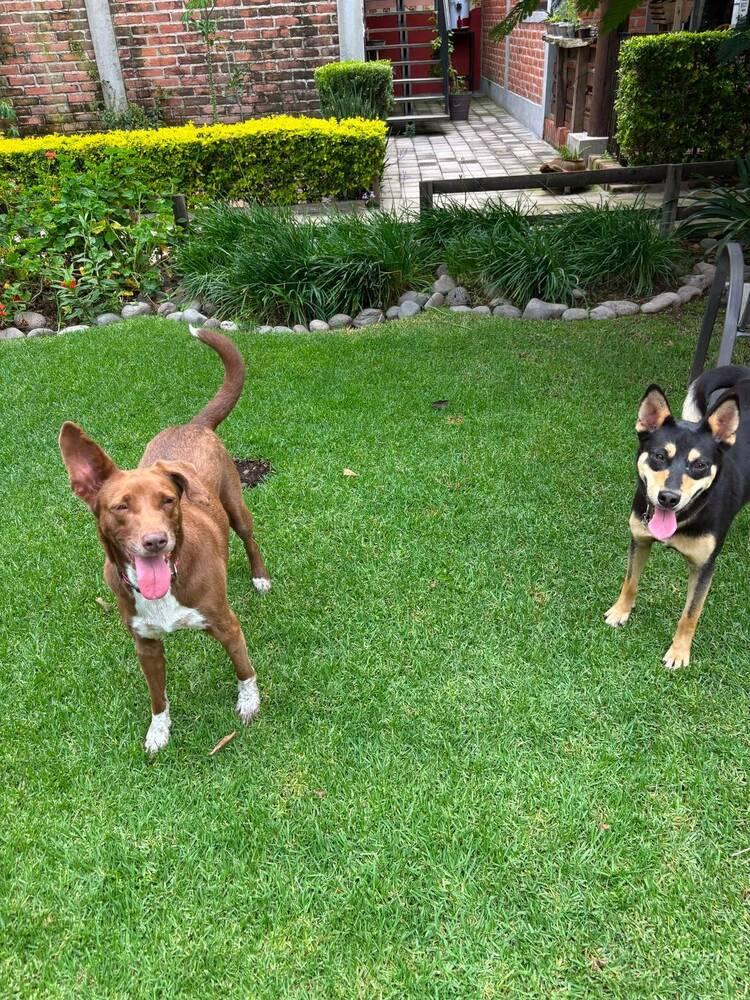Enlarge SOL (FOSTERED), a Adoptable mixed breed in Langley, BC image 2/6