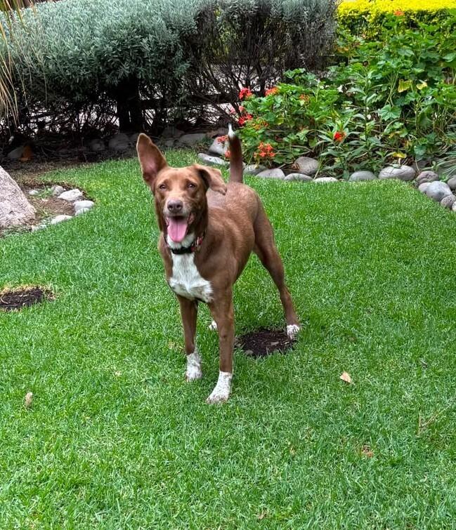 Enlarge SOL (FOSTERED), a Adoptable mixed breed in Langley, BC image 3/6