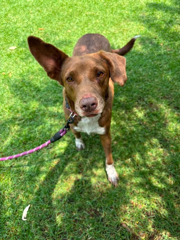 Enlarge SOL (FOSTERED), a Adoptable mixed breed in Langley, BC image 4/6